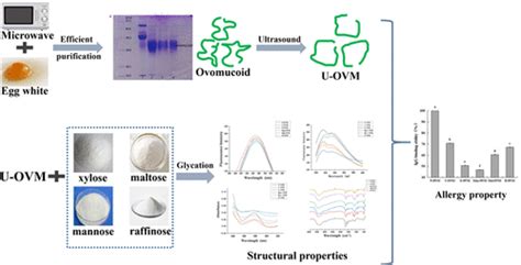 Microwave Assisted Extraction And Ultrasound Assisted Glycation Of Ovomucoid Structural And