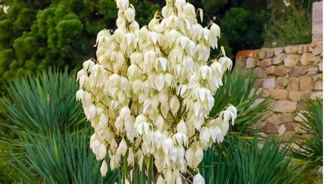 Yucca Plant Care: How to Grow and Care for Yucca Plants