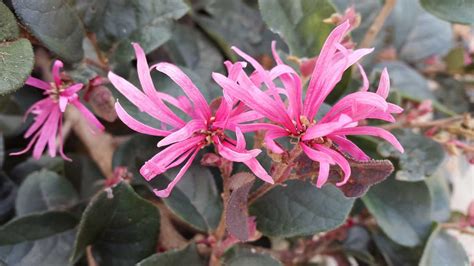 Loropetalum Chinense Rubrum China Pink Alpine Nurseries