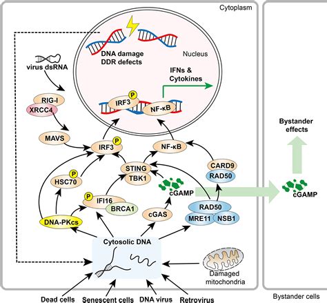 Frontiers Function And Molecular Mechanism Of The DNA Damage Response