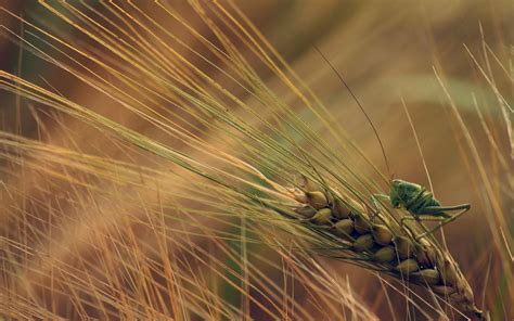 Fondos de pantalla luz de sol naturaleza césped Plantas campo