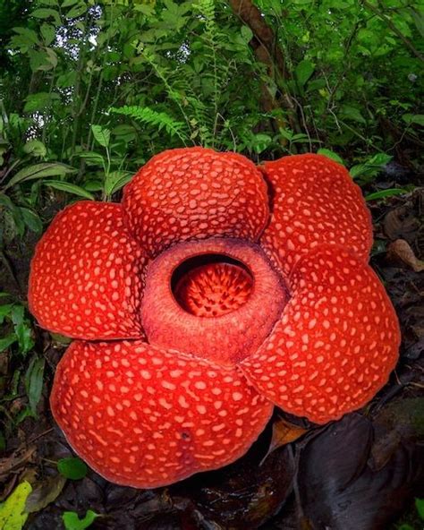 Premium Photo Rare Rafflesia Arnoldii In Close Up And Detail Plants