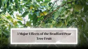 Bradford Pear Tree Fruit Edible: 3 Effects, Risks & Precautions ...