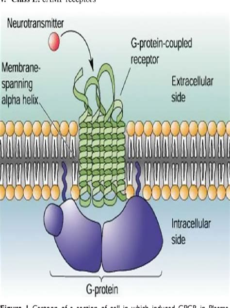 Figure 1 From Role Of Gpcrs Towards Cell An Explanation Of G Protein