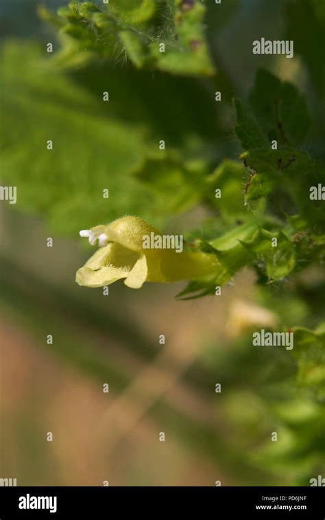 Melissa officinalis plant Stock Photo - Alamy