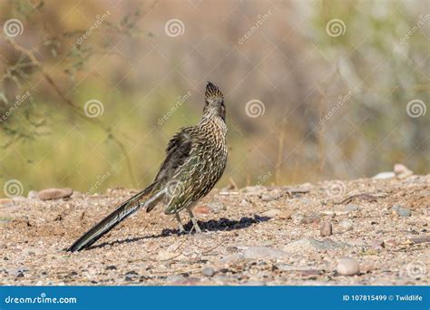 Roadrunner in the Arizona Desert Stock Image - Image of bird, arizona ...