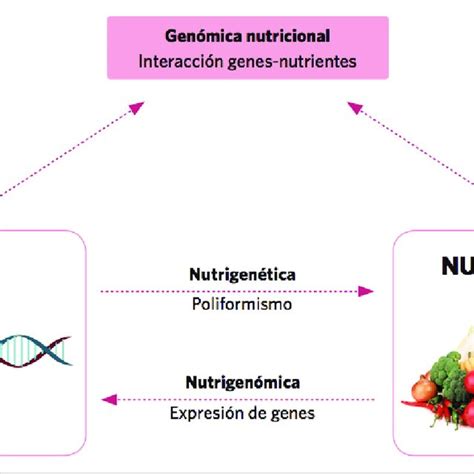 La Nutrigen Mica O Gen Mica Nutricional Se Divide En Nutrigen Mica