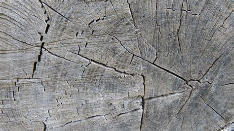 Free Images Nature Rock Branch Structure Wood Grain Texture