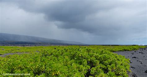 Beach Naupaka and black sand | Graham's Island