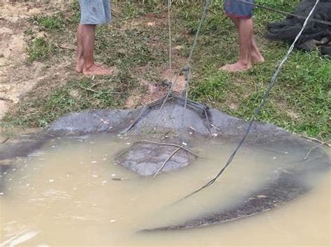 Gambar Ikan Pari Besar Ikan Pari Raksasa Seberat Kg Tertangkap