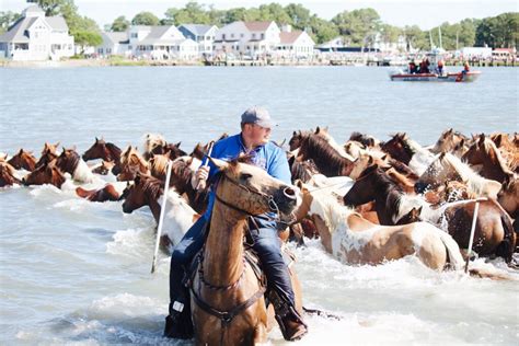 The Saltwater Cowboys of Chincoteague Island - Eastern Shore of Virginia Tourism Commission