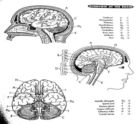 Coloring Brain Nervous Worksheet System Anatomy Cranial Nerve Pages