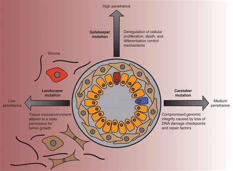 Oncogenes and Tumor-Suppressor Genes | Oncohema Key