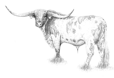 Longhorn Drawing At PaintingValley Explore Collection Of Longhorn