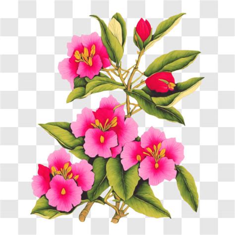 Descarga Hermosas Flores Rosadas En Plena Floraci N Png En L Nea