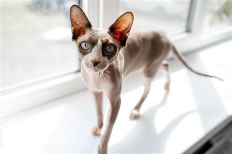 Luz de gato sphynx con ojos azules asomando desde detrás de una cortina