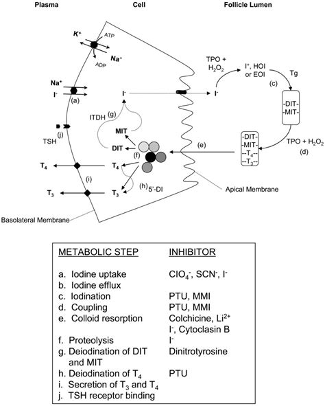 Figure 3 3 Pathways Uptake And Metabolism Of Iodide In The Thyroid