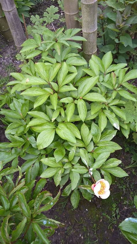 Paeonia Mascula Subsp Russoi Pioen Pioenroos Peony Hortus