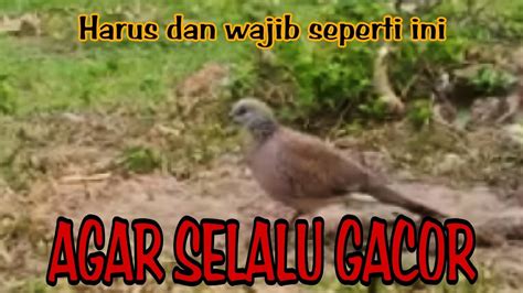 SUARA PIKAT TEKUKUR GACOR MENEKAN MEMANGGIL LAWAN JERNIH DAN KERAS