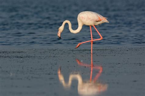 Ornitho Flamant Rose Phoenicopterus Roseus