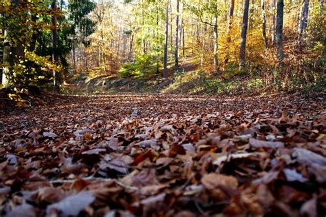 Bioma Hutan Hujan Gugur Definisi Ciri Ciri Serta Manfaatnya Semua