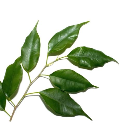 FICUS Benjamina Danielle Gamm Vert