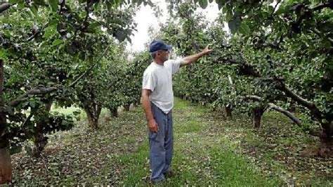 La tromba de agua y granizo arrasa 1 500 hectáreas de frutales en