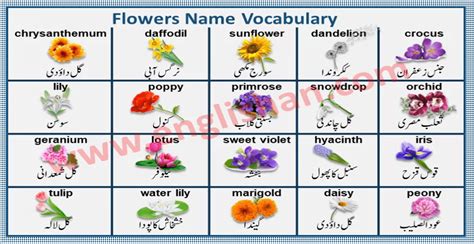 Flower Pictures With Names In Urdu Best Flower Site