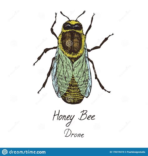 How To Draw A Drone Bee At How To Draw