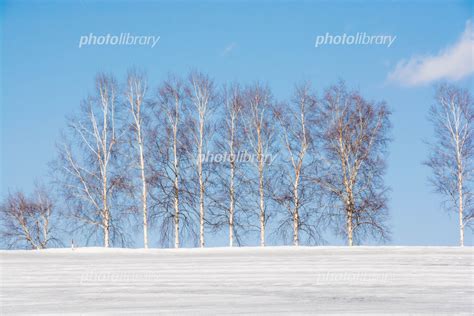 融雪剤が撒かれた雪の畑とシラカバ並木 美瑛町 写真素材 5860858 フォトライブラリー Photolibrary