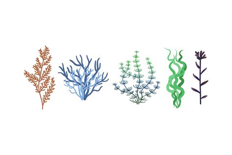 Seaweed Graphic By Genta Illustration Studio Creative Fabrica