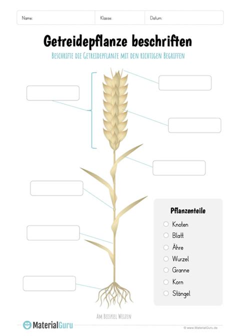Getreide Kostenloses Unterrichtsmaterial Kostenlose Arbeitsbl Tter