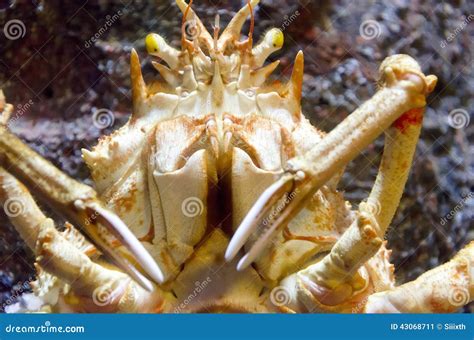 King crab stock image. Image of crawfish, alaskan, scampi - 43068711