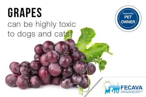 How Much Grapes Are Toxic To Dogs