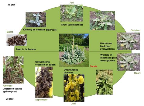 Groei En Ontwikkeling Bij Planten Biologielessen Nl