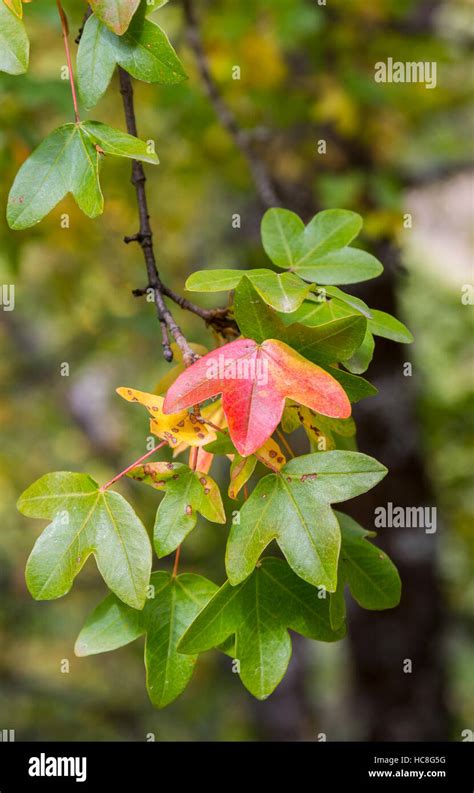 Follaje De Montpellier Maple Acer Monspessulanum Foto Tomada En La