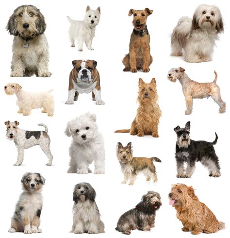 best of small dog breeds images - Dog Breeders Guide