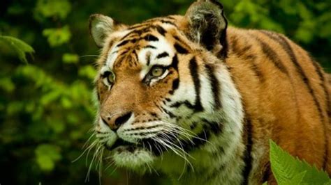 Sapi Milik Warga Mati Diduga Korban Harimau Sumatera Petugas Temukan