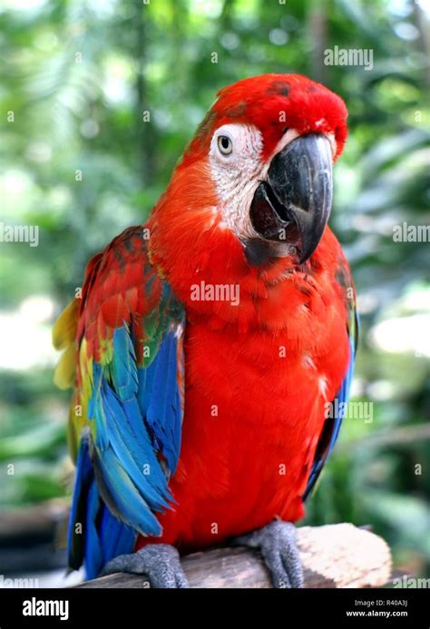 Parrot in close up Stock Photo - Alamy