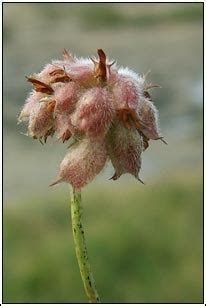 Irish Wildflowers Strawberry Clover Trifolium Fragiferum