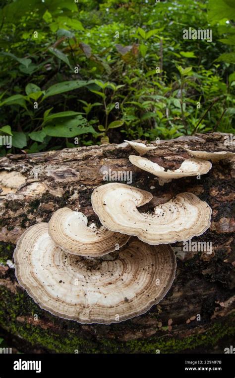 A Large Turkey Tail Mushroom Genus Trametes Growing On A Rotting Log