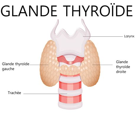 Glande thyroide rôle anatomie