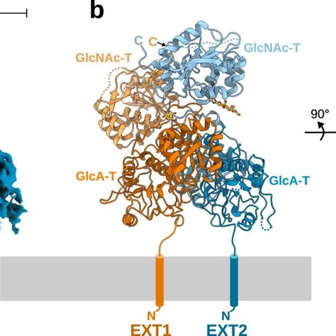 Structure Of The Human Ext1 Ext2 Complex A Em Map Of The Hetero Dimeric Download Scientific