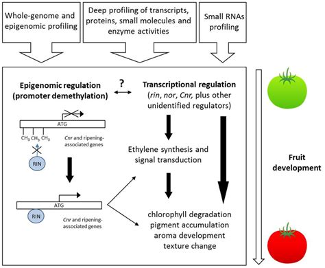 Frontiers Molecular Regulation Of Fruit Ripening Plant Science