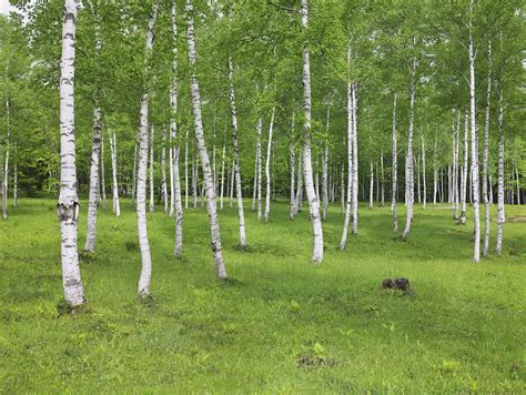 white birch