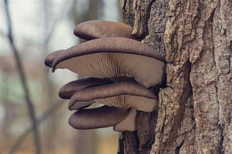 Premium Photo | Edible mushrooms growing on a tree