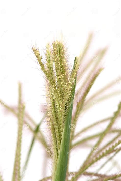 Swollen Finger Grass Chloris Barbata Stock Image Image Of Flatulence Medicinal 73954509