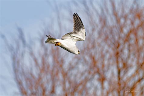 Black Winged Kite Elanus Caeruleus Immature Flight Flickr