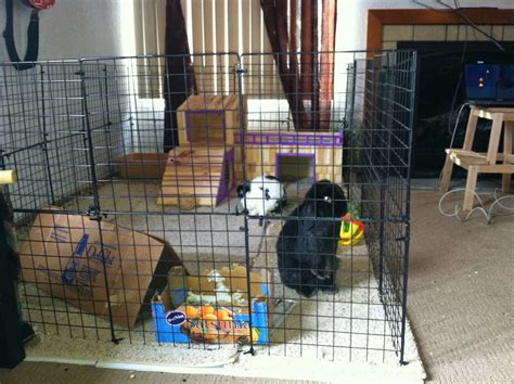 Rabbit Nation: Indoor Rabbit Cage Ideas