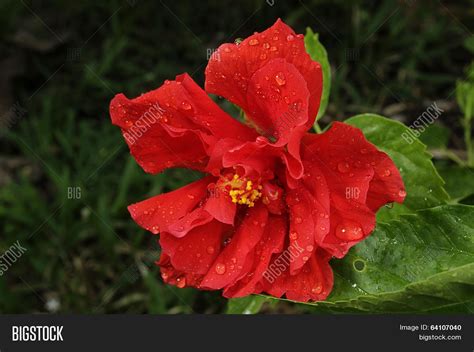 Red Hibiscus Flower On Image And Photo Free Trial Bigstock